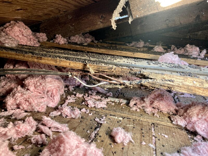 Wildlife damage in residential attic - torn insulation and droppings